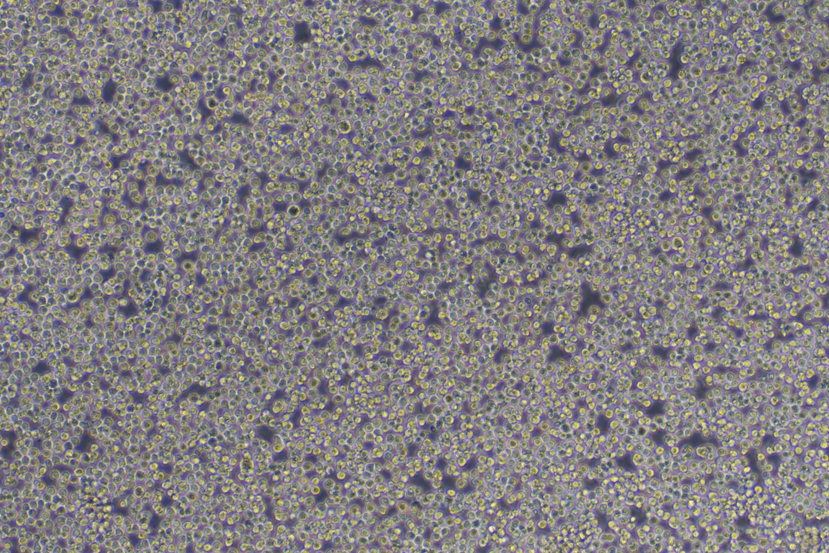 THP-1(THP1) (人单核细胞白血病) 